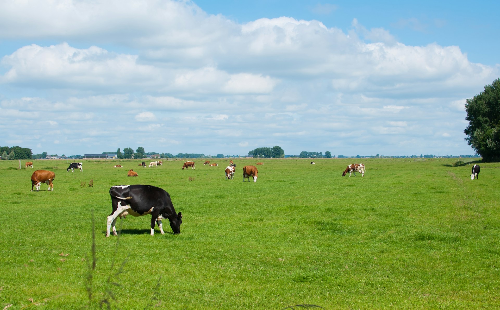 Cows grazing in a green field