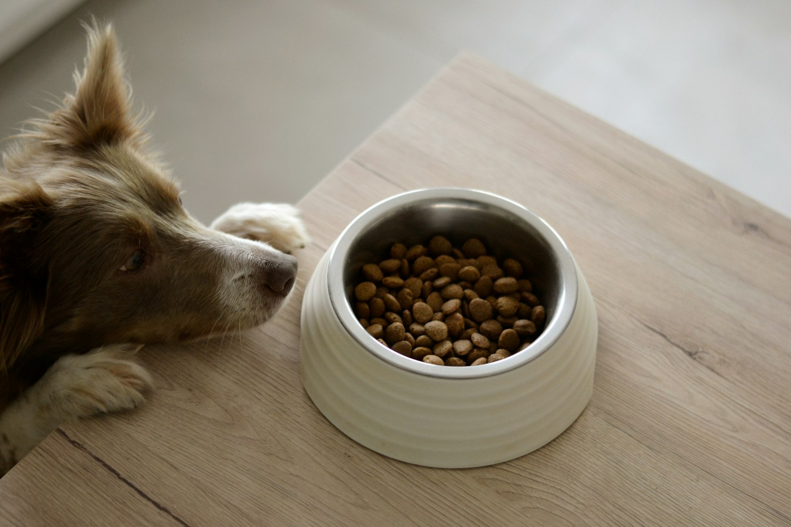 A dog resting its paws on a table beside a bowl of dry food