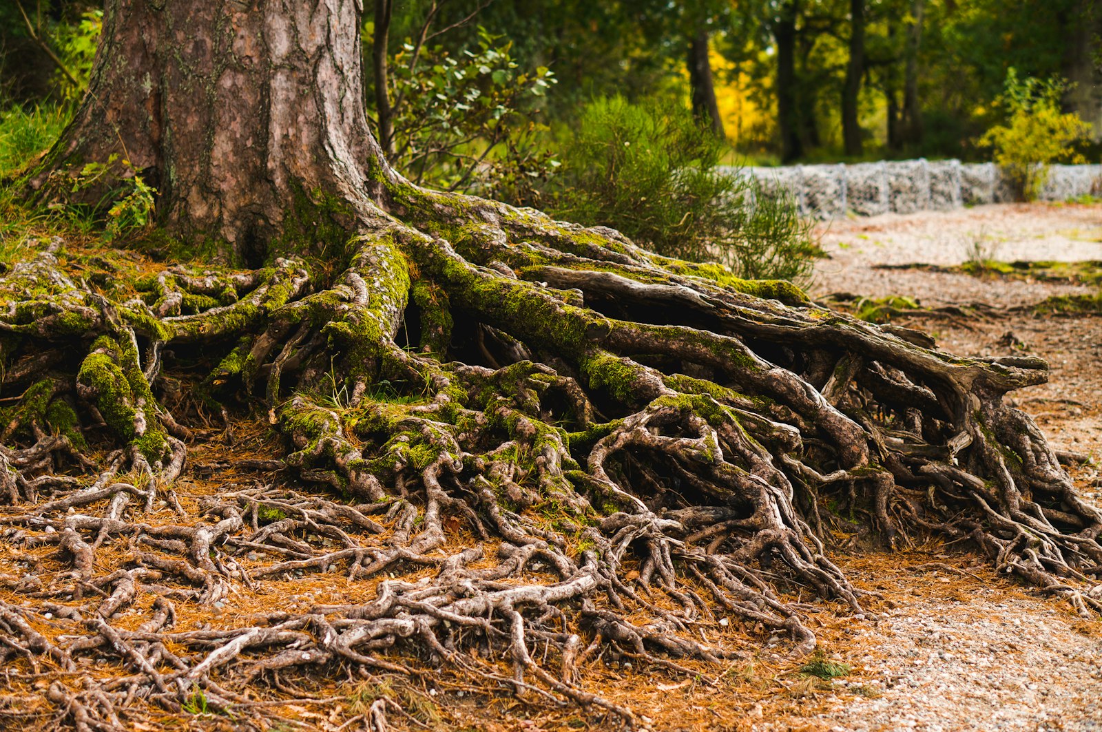 A tree on a forest floor, its roots spread wide and deep into the ground