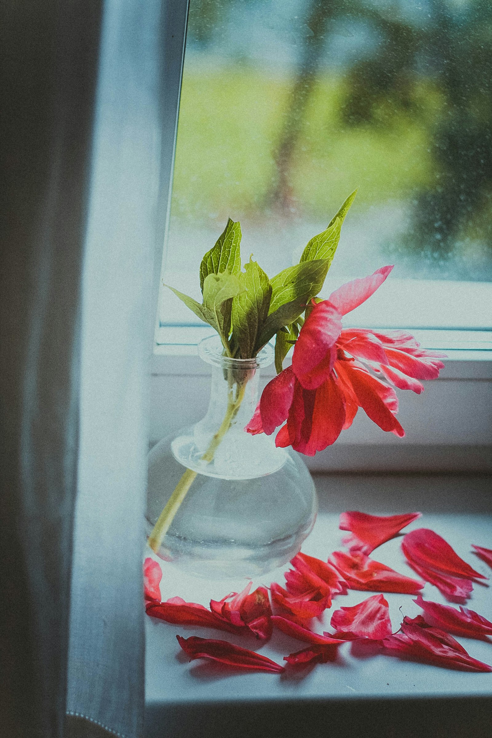 A single cut rose in a glass vase, petals already fallen on the sill